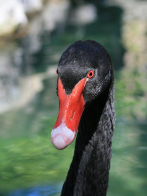 Australian Black Swan 2