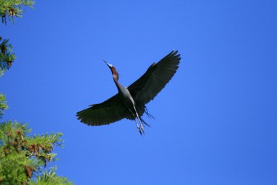 Little Blue Heron 1