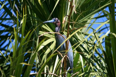Little Blue Heron 2