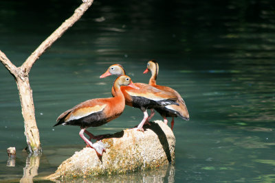 Black-bellied Whistling Ducks