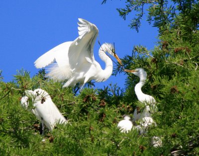 Egret Rookery