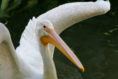 White Pelican 1