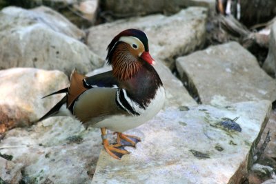 Mandarin Duck 1