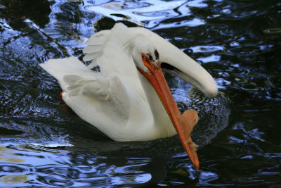 White Peilican 3