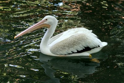 White Pelican 4
