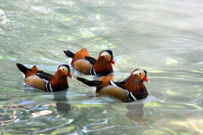 3 Mandarin Ducks