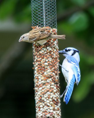 Female House Sparrow and Blue Jay