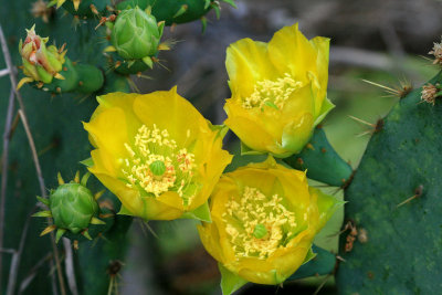 3 Prickly Pear Blossoms