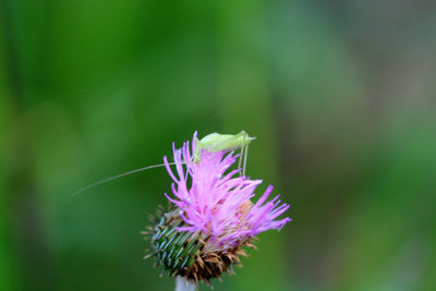 Thistle with Grasshopper