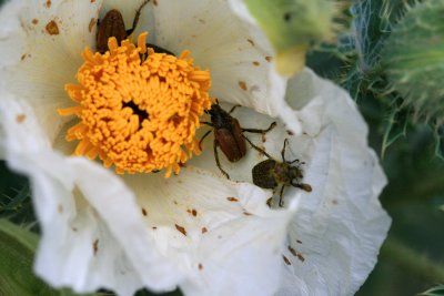 Poppy with Beetles
