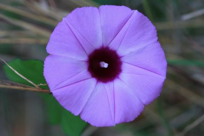 Bindweed