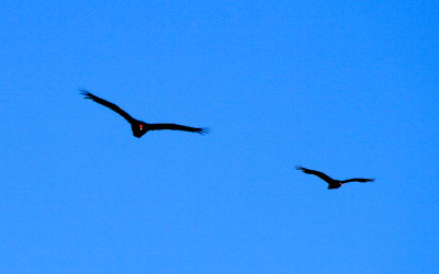 Turkey Vultures flying in formation