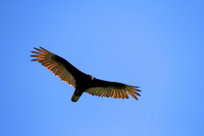 Turkey Vulture