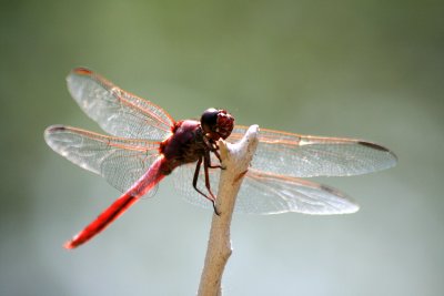 Male Roseate Skimmer Dragonfly