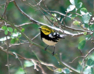 Black-throated Green Warbler