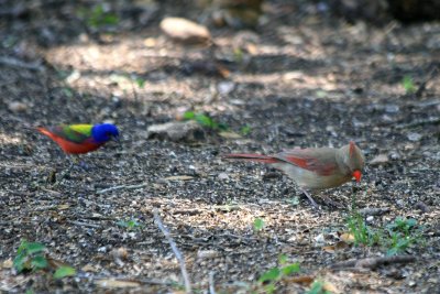 Male Painted Bunting and Female Northern Cardinal