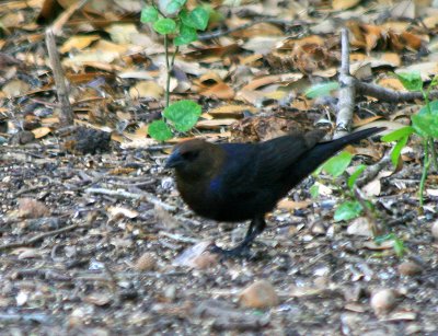 Brown-headed Cowbird 1