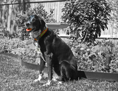 The black and white dog in B&W