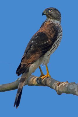 Coopers Hawk 1a
