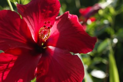 Flower at the Poly