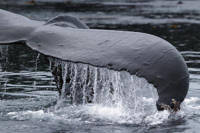 Whale tail