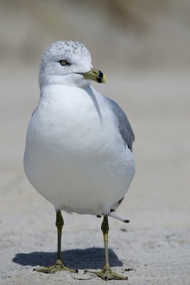 e40b2783_std.jpg