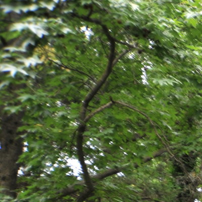 24-120 at 24mm wide open corner.jpg