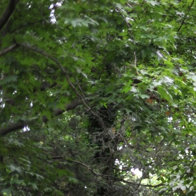 28mm 1.4 wide open corner.jpg