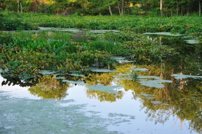 Great Swamp Wildlife Refuge