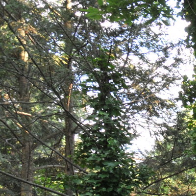 20-35 at f11 corner.jpg