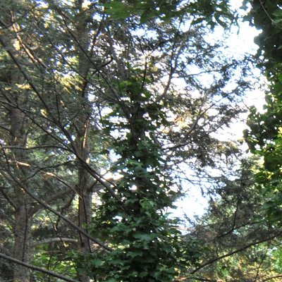 24mm at f11 corner.jpg