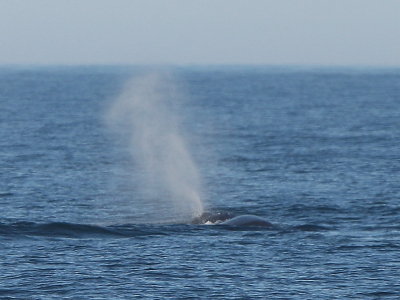 Sperm Whale