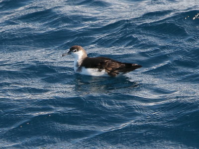 Audubon's Shearwater