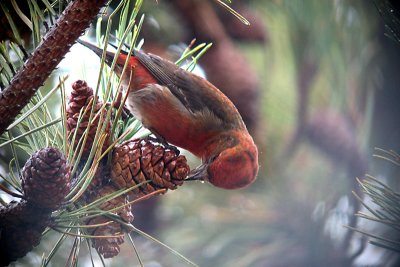Red Crossbill