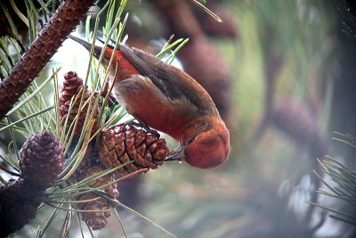 Red Crossbill