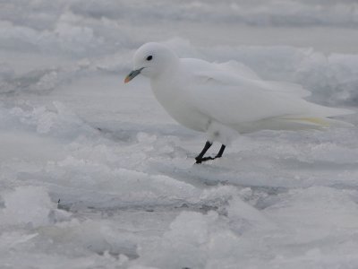 Ivory Gull