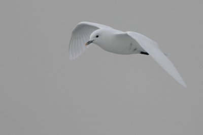 Ivory Gull