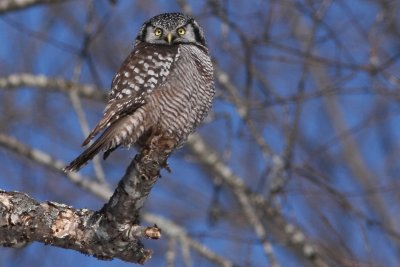 Northern Hawk Owl