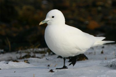 Ivory Gull