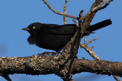 Blackbirds, Orioles, & Allies