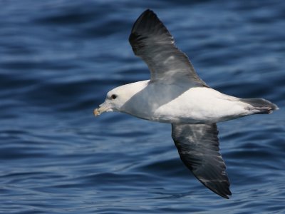 Northern Fulmar