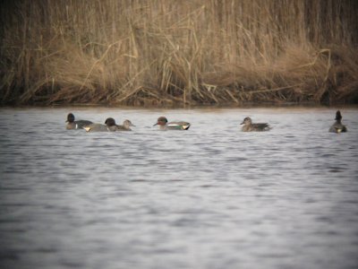 Green-winged Teal