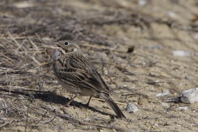 Vesper Sparrow