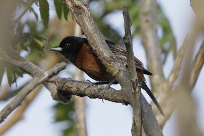 Orchard Oriole