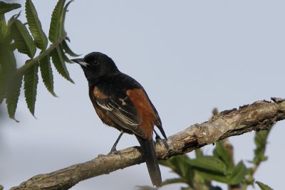 Orchard Oriole