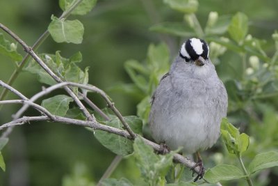 White-crowned Sparrow