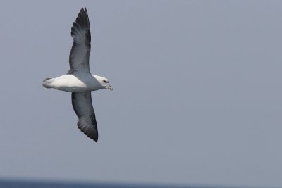 Northern Fulmar