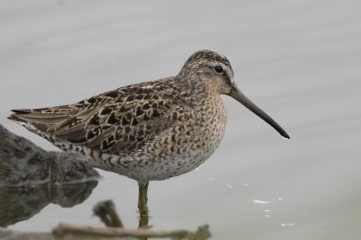 Short-billed Dowitcher