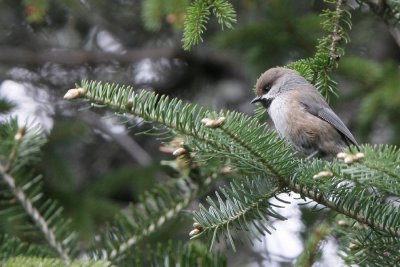 Boreal Chickadee