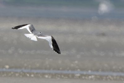 Sabine's Gull
